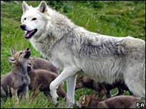 Wolves at Highland Wildlife Park near Inverness