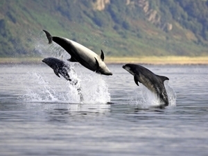 Moray Firth dolphins near Loch Ness